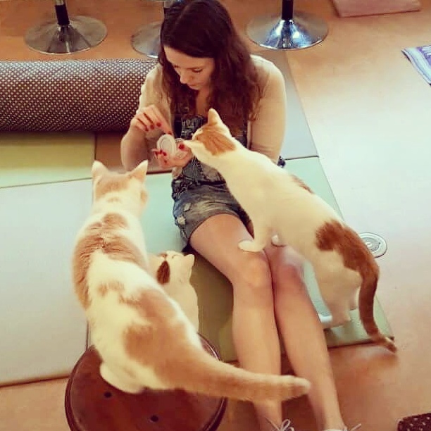 Cats in the cat cafe