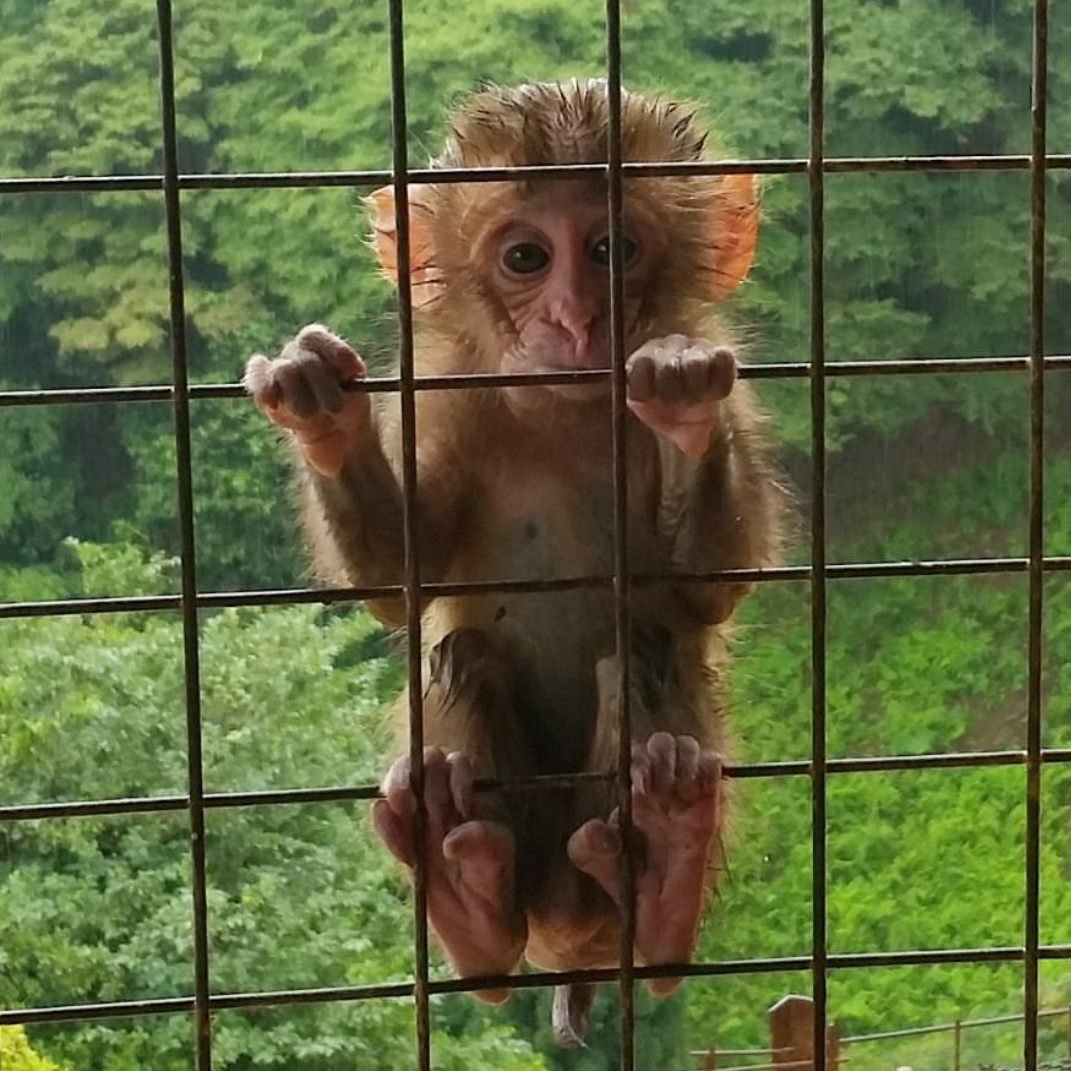 Baby monkey