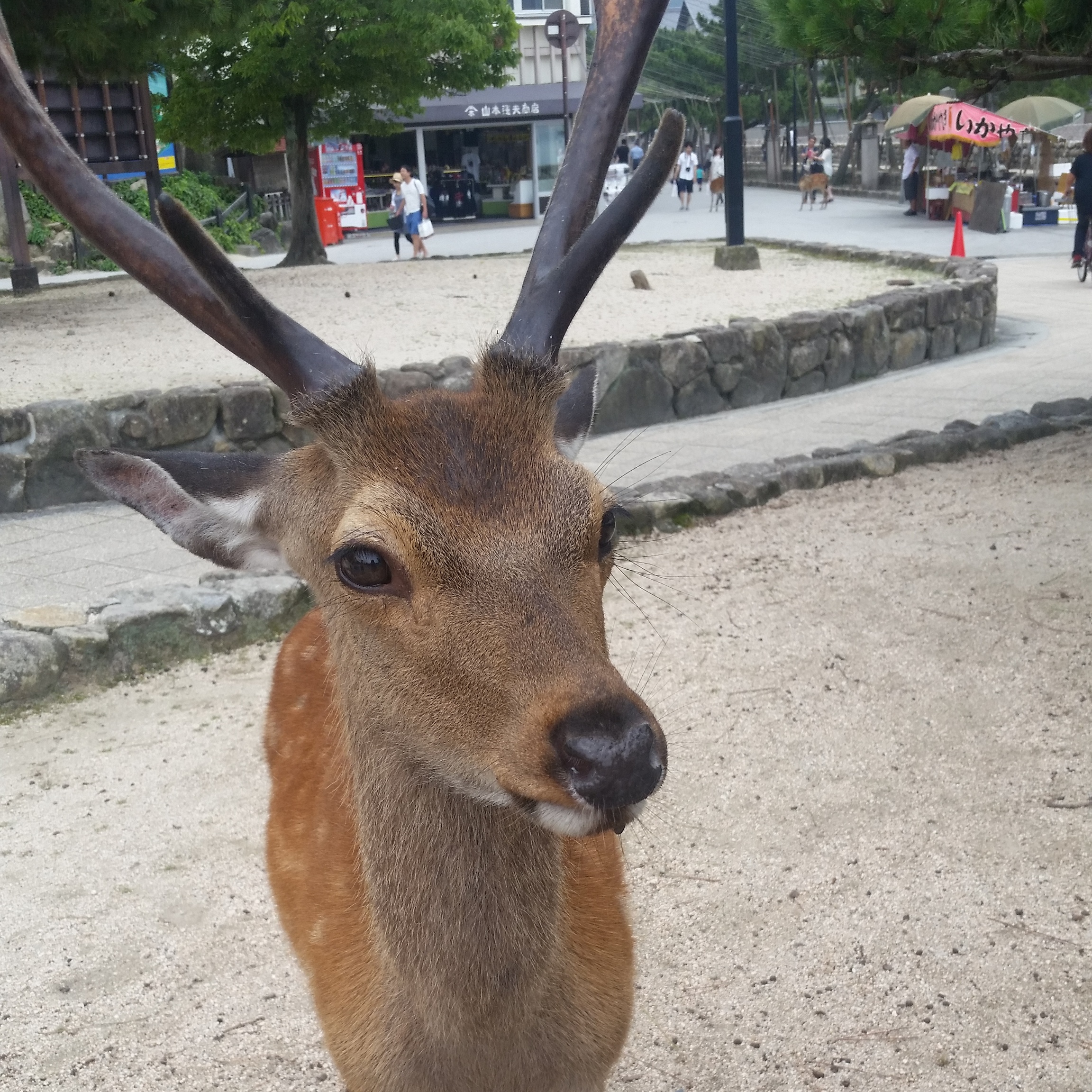 Handsome deer