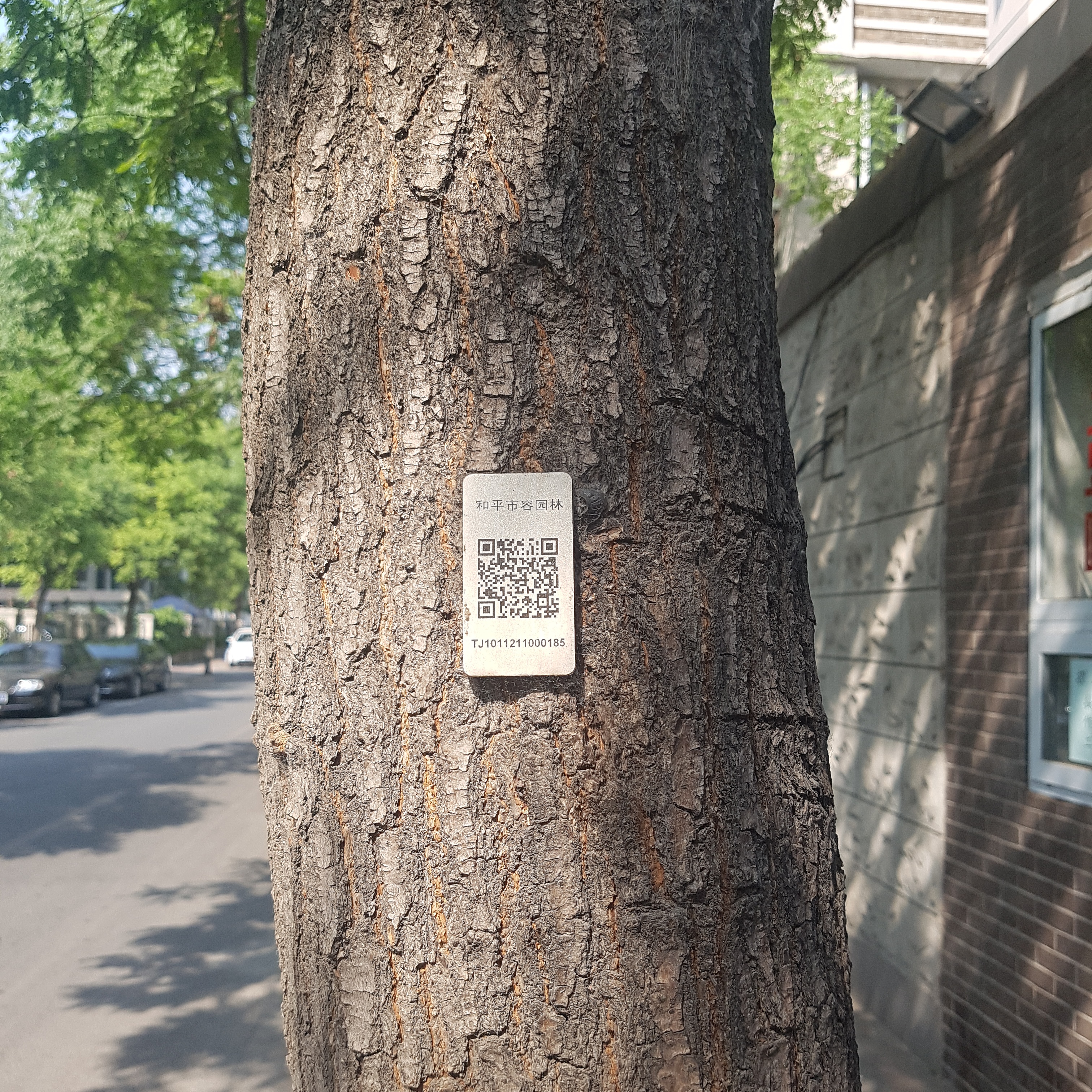 Tree QR