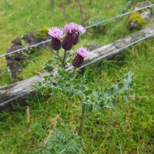 Oh Flower of Scotland