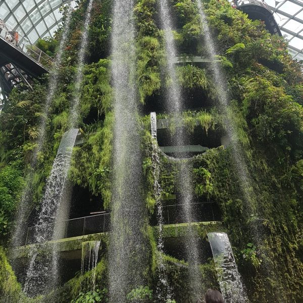 Cloud Forest - World's largest indoor waterfall